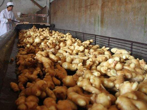 Fresh ginger