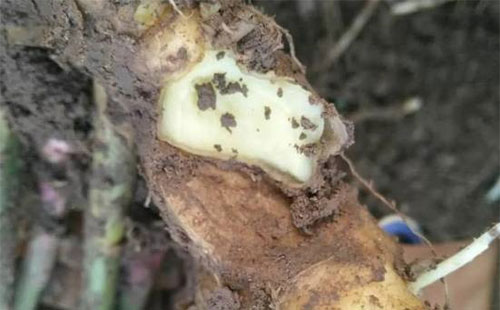 What is the cause of ginger peel? 