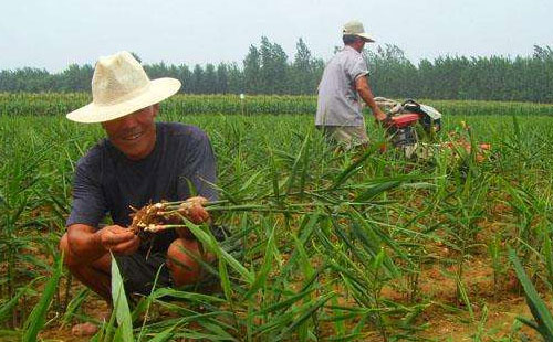How to water and fertilize ginger