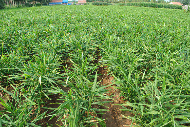 How can ginger cultivation increase yield?