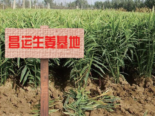 粉丝