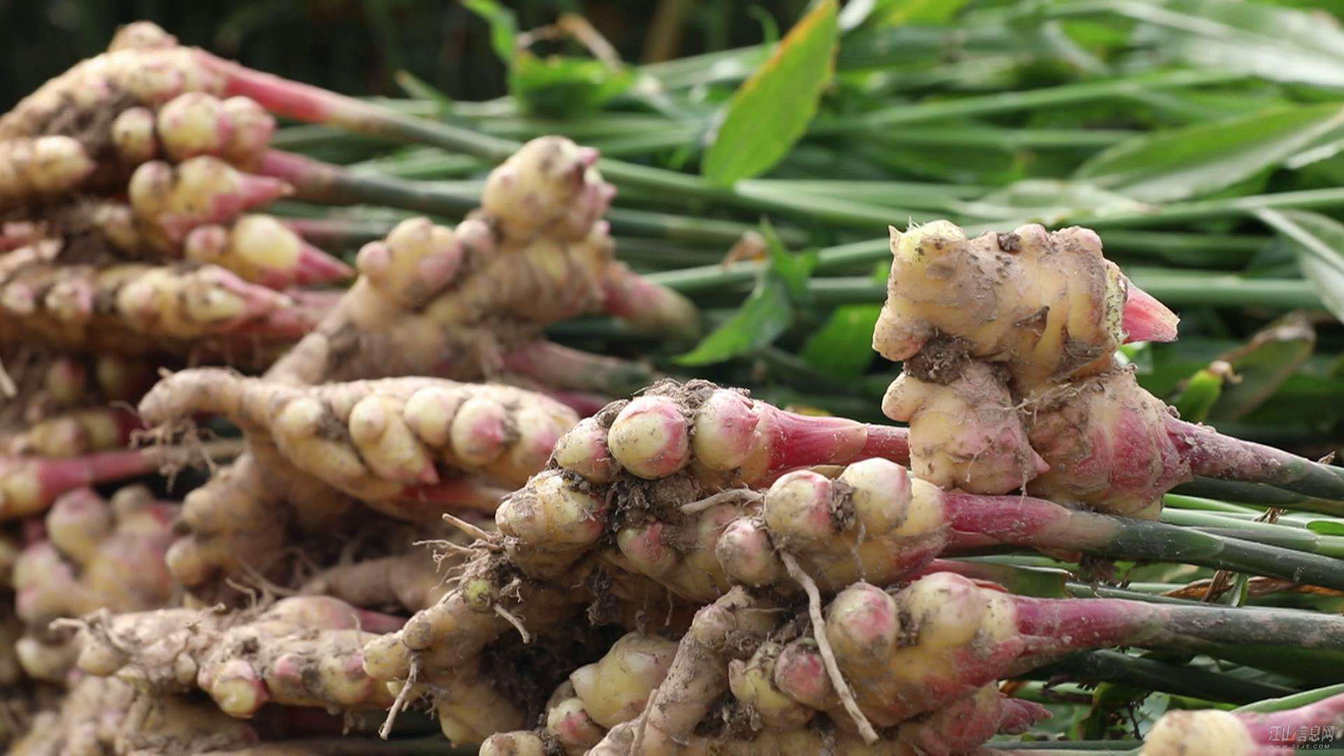 Ginger Cultivation Techniques
