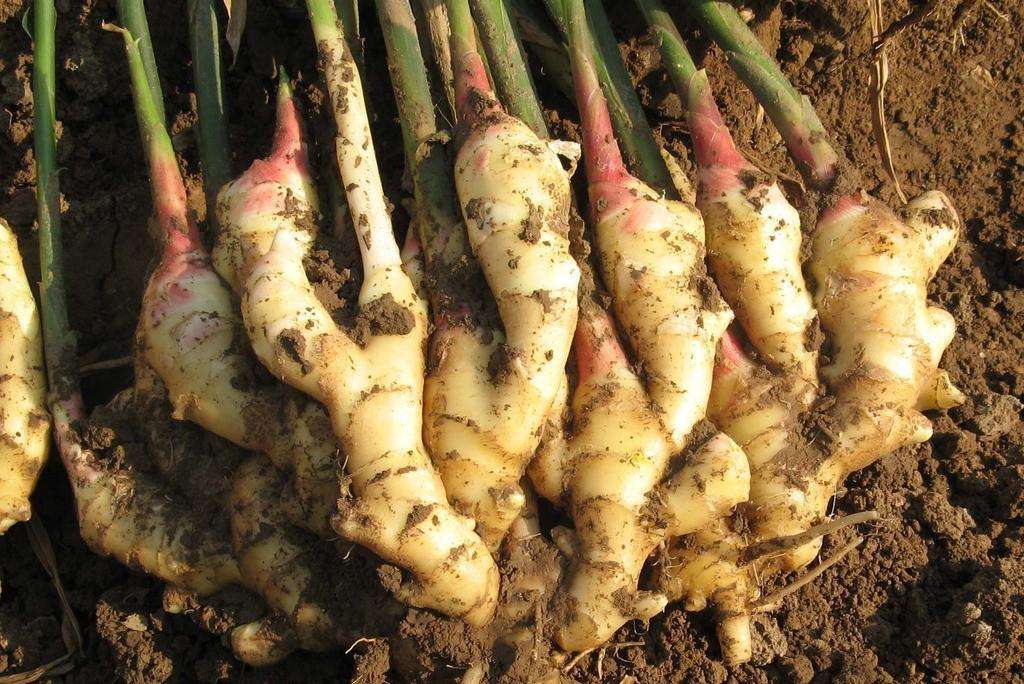 The most important method of accelerating sprouting for high yield of ginger